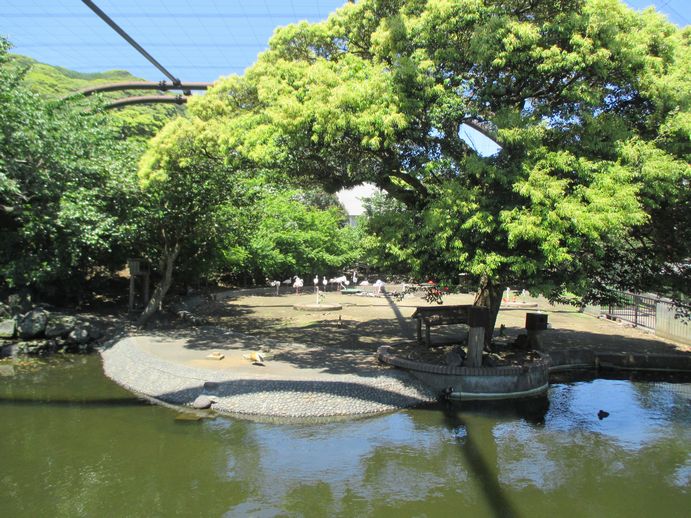 大島公園動物園　フラミンゴ