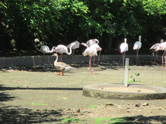 大島公園動物園　フラミンゴ