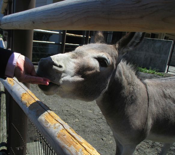 大島公園動物園　ロバ