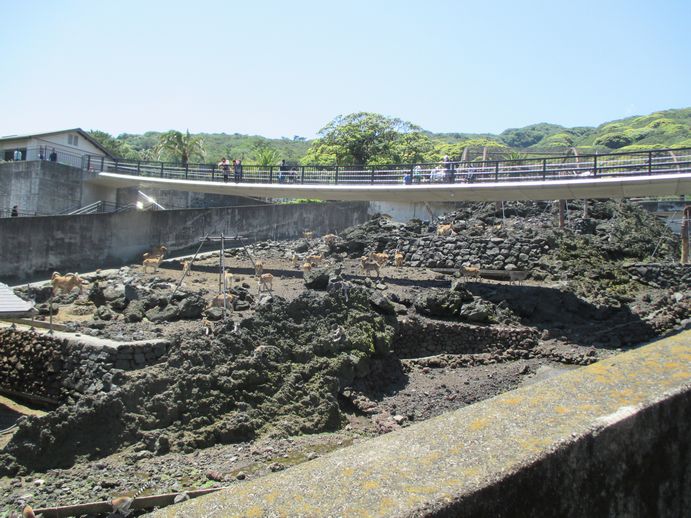 大島公園動物園　園内