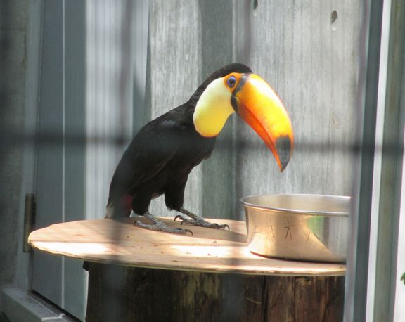 大島公園動物園　オニオオハシ