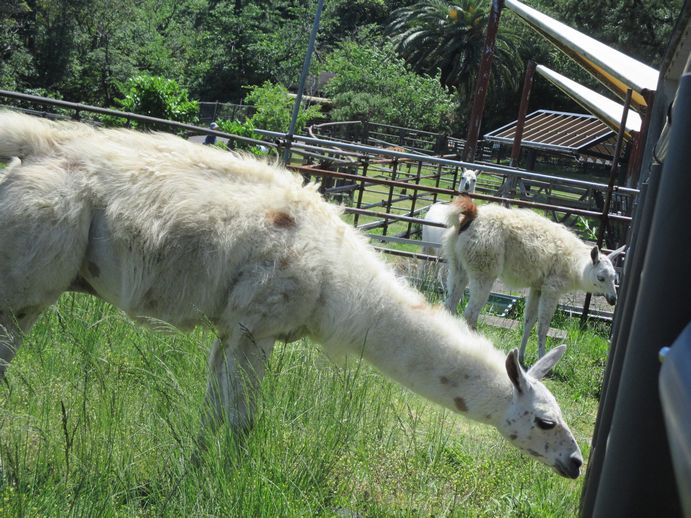 大島公園動物園　ラマ