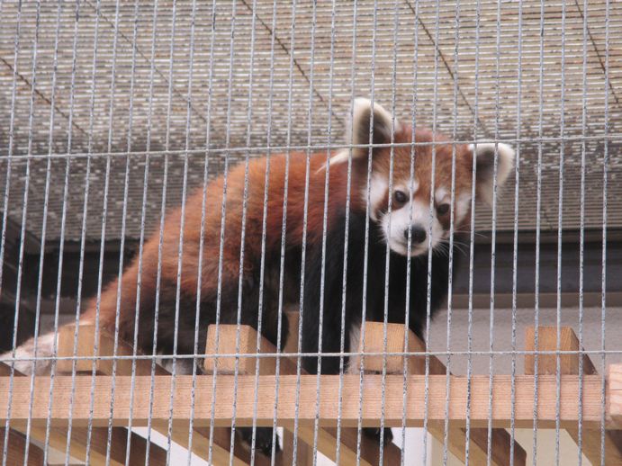 大島公園動物園　レッサーパンダ