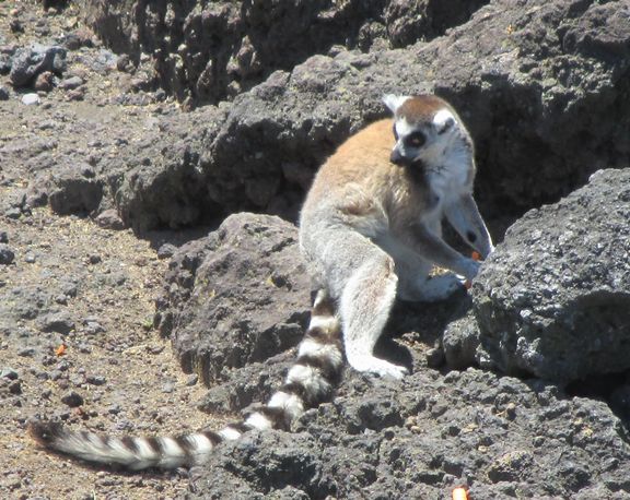 大島公園動物園　ワオキツネザル