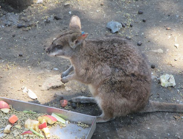 大島公園動物園　ワラビー