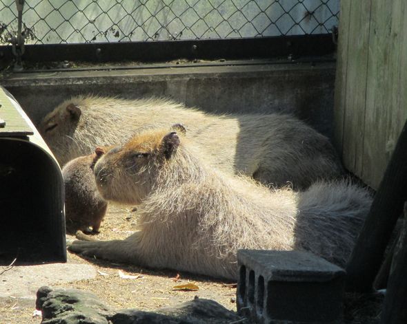 大島公園動物園　カピバラ