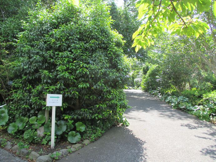 椿花ガーデン　園内