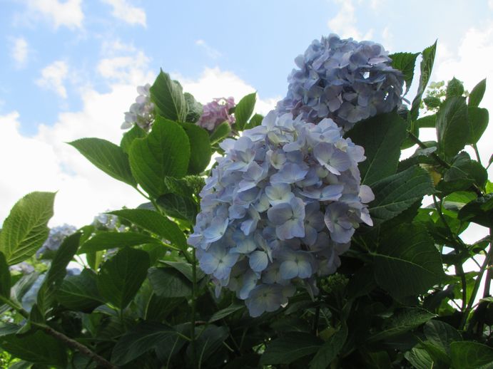 椿花ガーデン　紫陽花