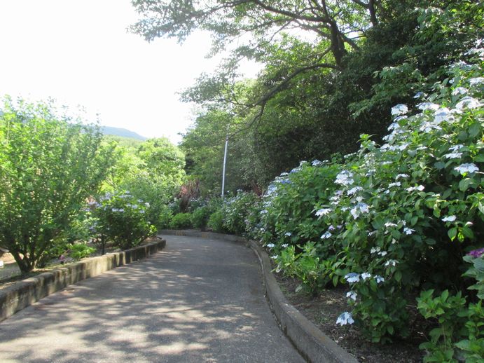 椿花ガーデン　紫陽花