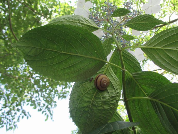 椿花ガーデン　紫陽花の葉のカタツムリ