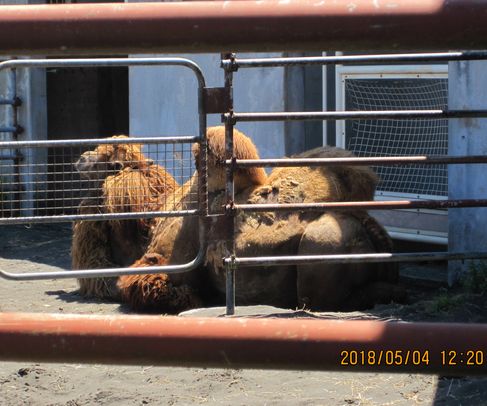 大島公園動物園　ラクダ