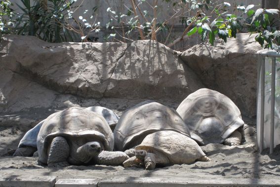 大島公園動物園　ゾウガメ