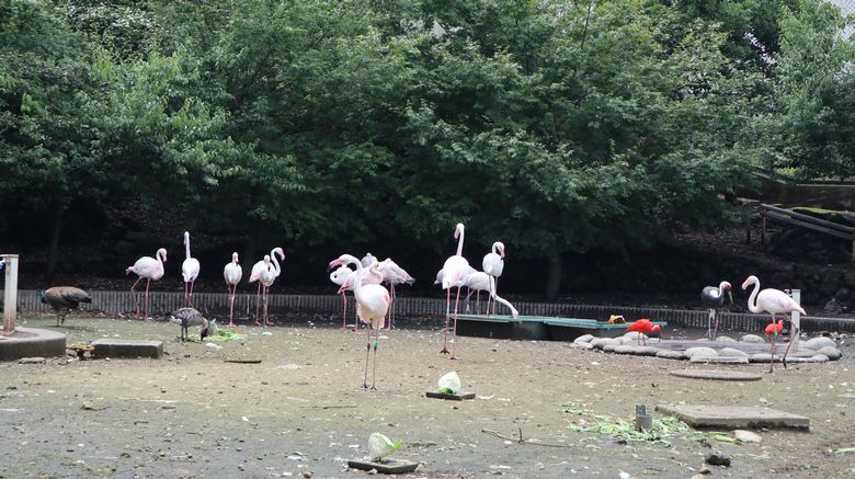 ゾウガメ屋外放飼場へ引越　フラメンコ