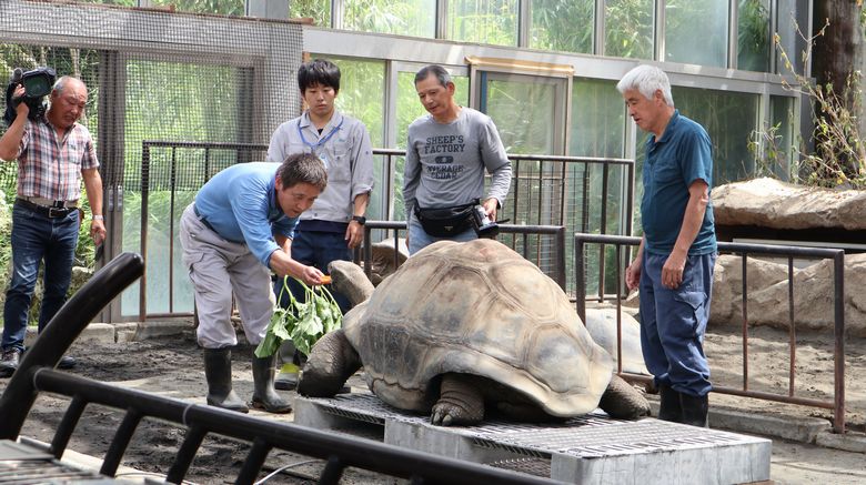 ゾウガメ屋外放飼場へ引越　ゾウガメ