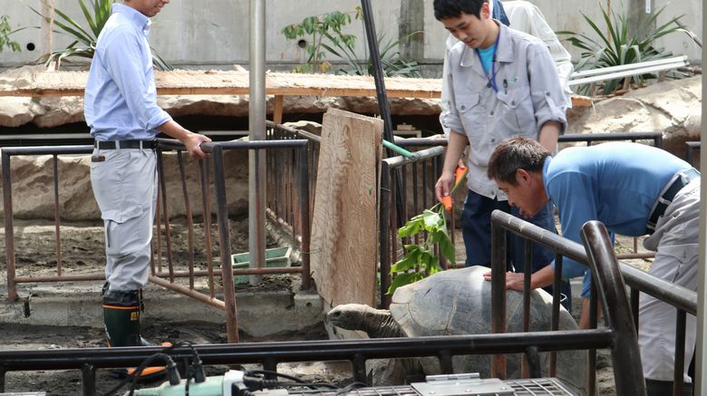 ゾウガメ屋外放飼場へ引越　ゾウガメ