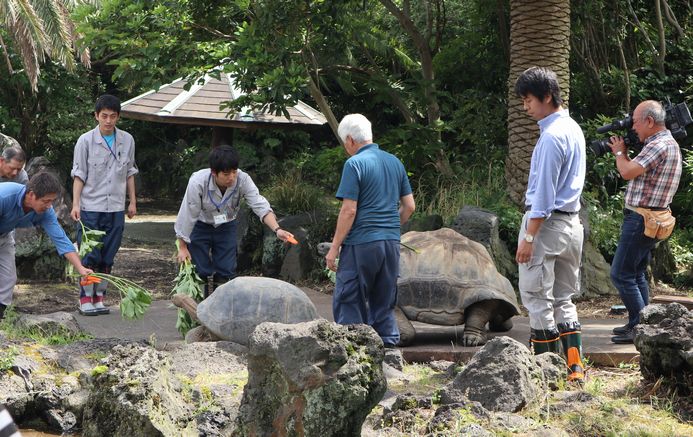 ゾウガメ屋外放飼場へ引越　ゾウガメ