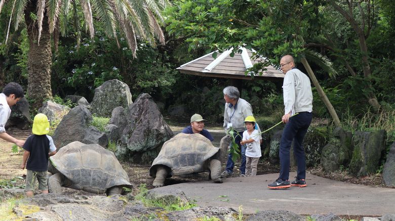 ゾウガメ屋外放飼場へ引越　ゾウガメ