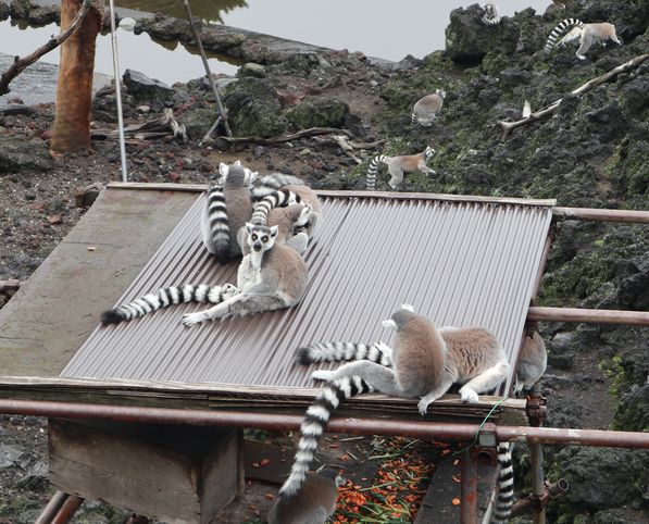 大島公園動物園　ワオキツネザル