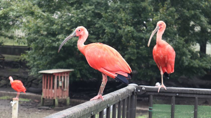 大島公園動物園　ショウジョウトキ