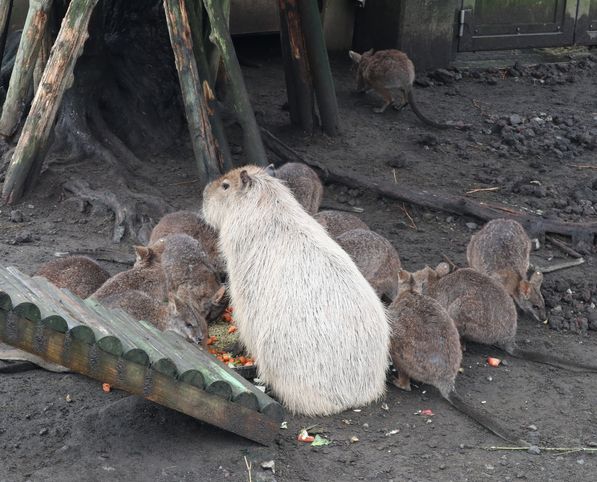 大島公園動物園　カピバラ