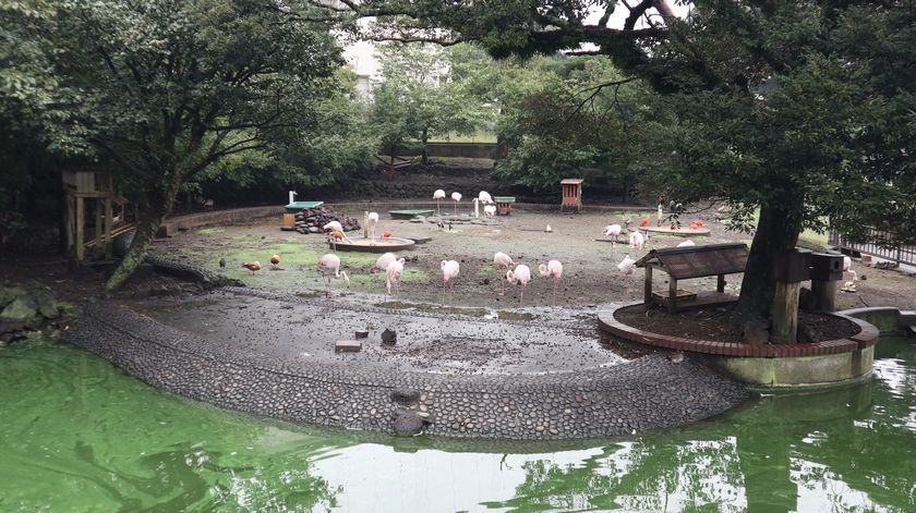 大島公園動物園　フライングケージ