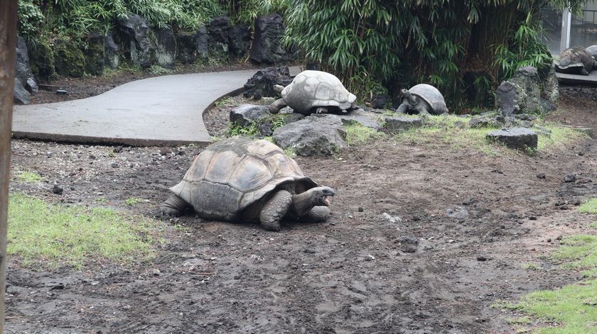 大島公園動物園　ゾウガメ