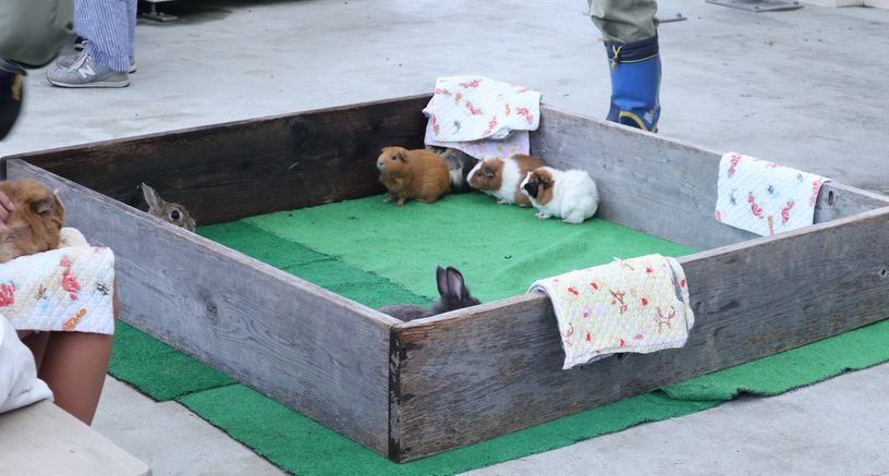 大島公園動物園　モルモット