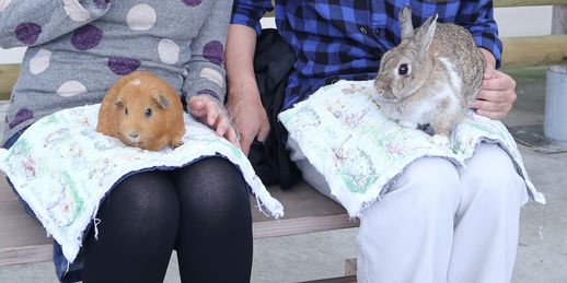 大島公園動物園　モルモットとうさぎ