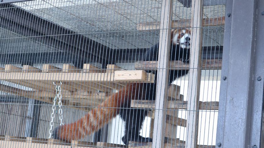 大島公園動物園　レッサーパンダ