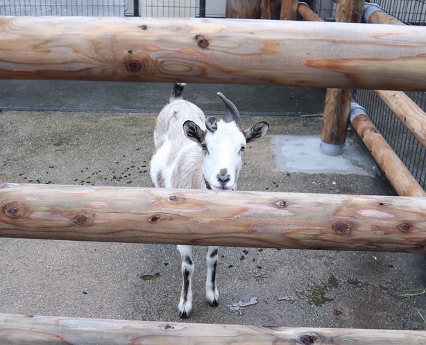 大島公園動物園　ヤギ