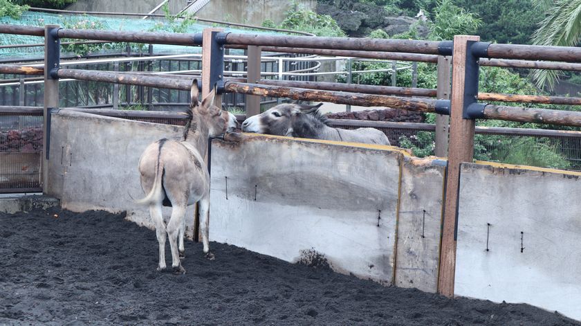 大島公園動物園　ロバ