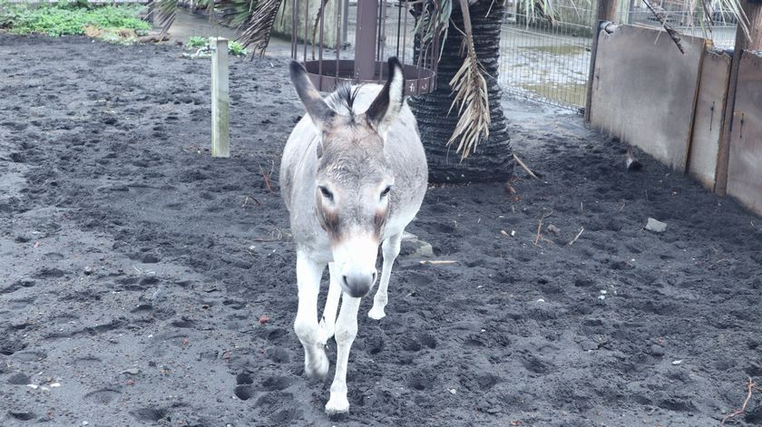 大島公園動物園　ロバ