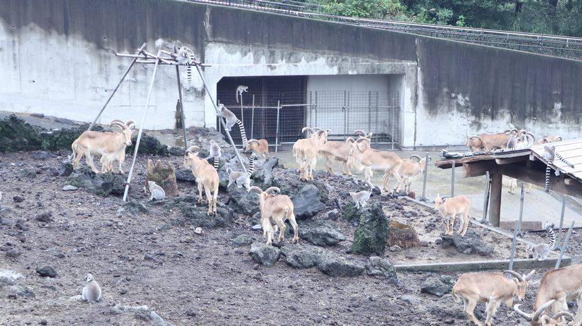 大島公園動物園　バーバリーシープ