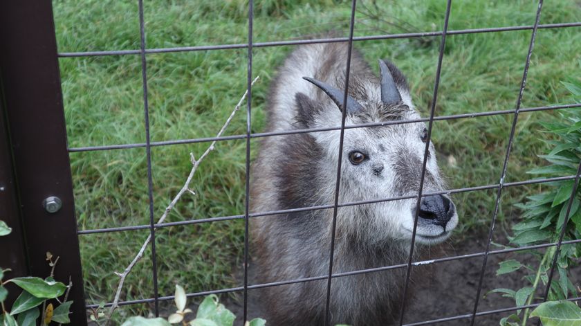 大島公園動物園　カモシカ