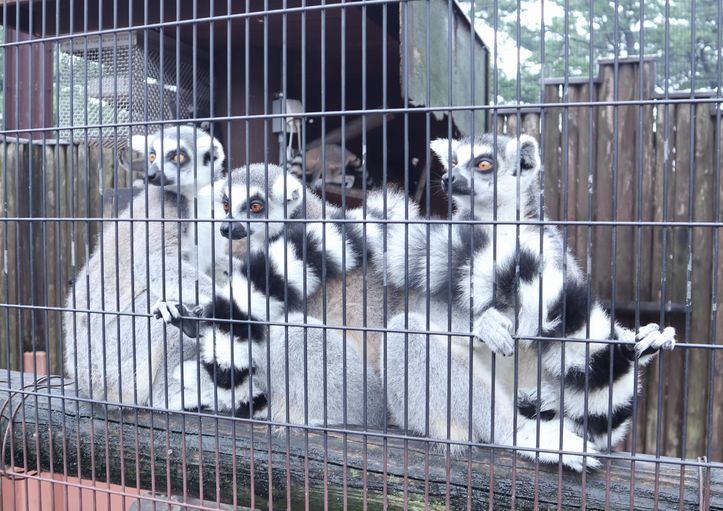 大島公園動物園　ワオキツネザル