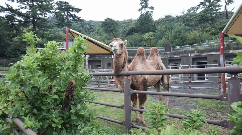 大島公園動物園　ラクダ