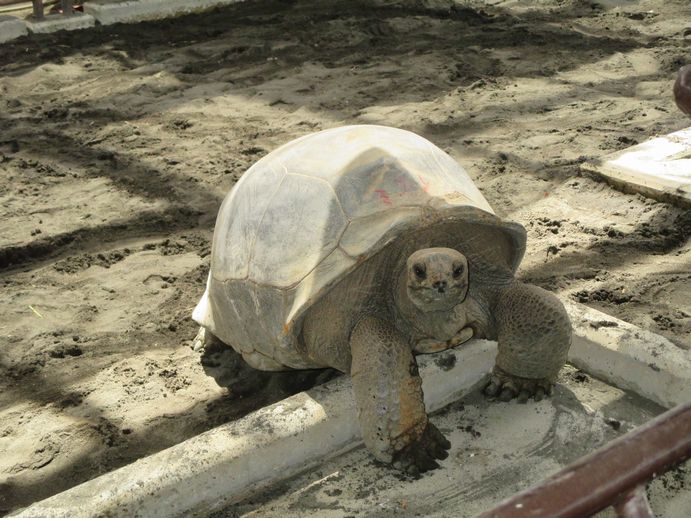 ゾウガメ屋外放飼場へ引越　ゾウガメ