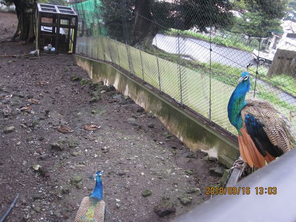 大島公園動物園　クジャク