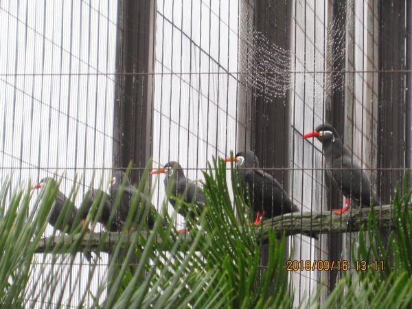 大島公園動物園　インカアジサシ