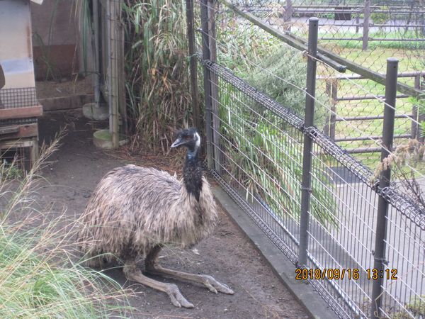 大島公園動物園　エミュー