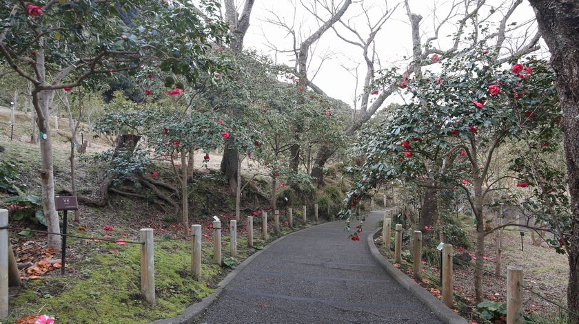 椿園　園内