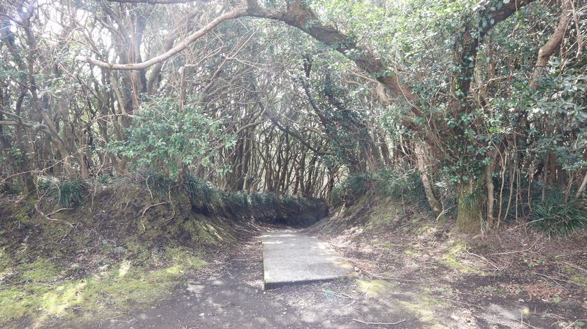 三原山　展望広場への道