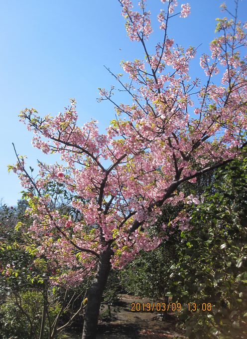 椿花ガーデン　桜