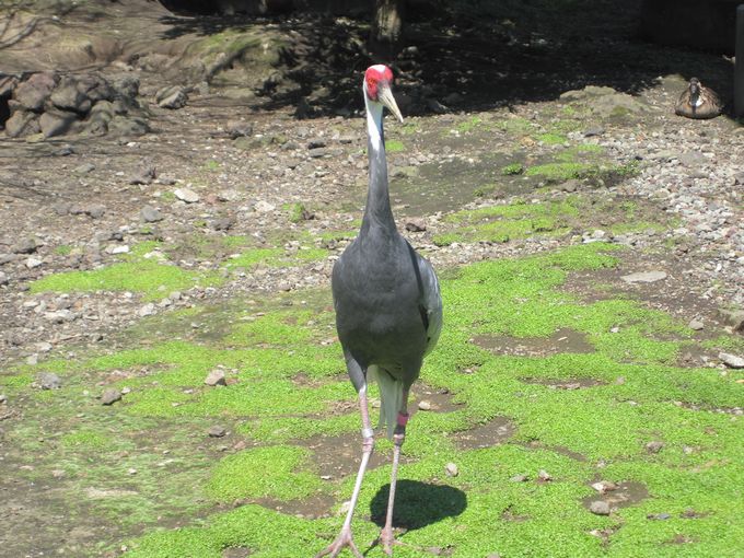 大島公園動物園