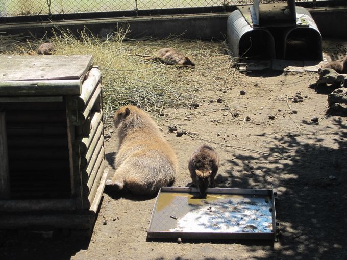 大島公園動物園　ワラビーとカピバラ