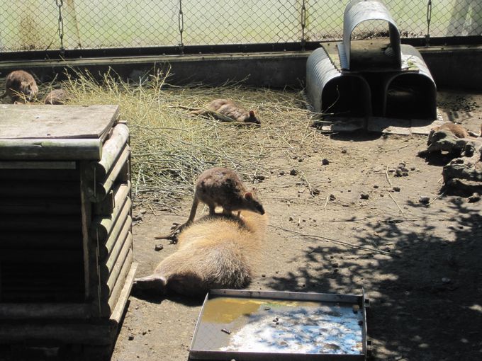 大島公園動物園　ワラビーとカピバラ