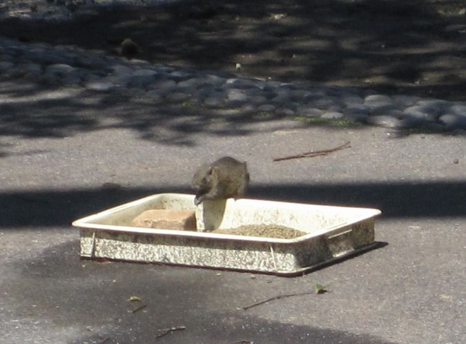 大島公園動物園　タイワンリス