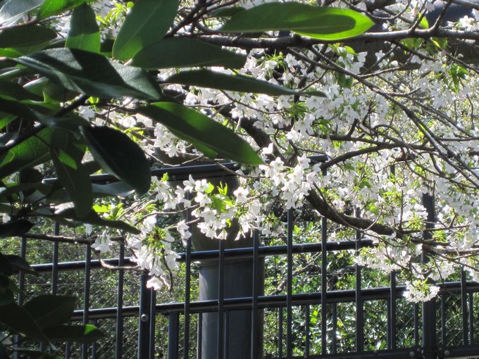 大島公園動物園　桜