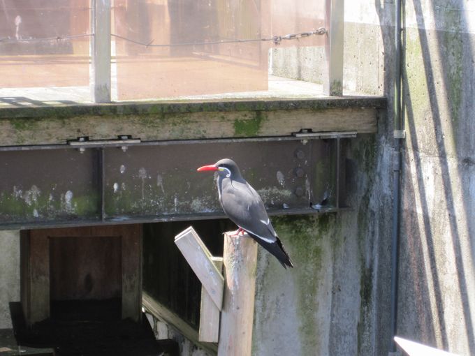 大島公園動物園　インカアジサシ