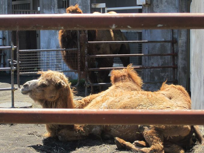 大島公園動物園　フタコブラクダ